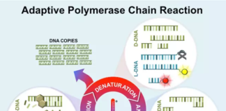 Adaptive PCR