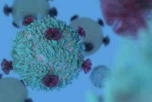 T cell lymphocyte