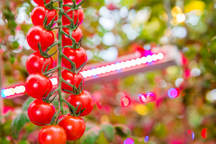Horticultural Lighting