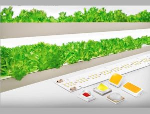 Horticulture-LED