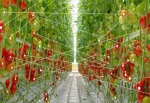 smart-farm