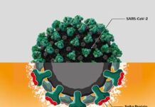 The image of detecting SARS-CoV-2　