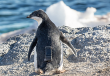 Adélie penguin