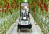 Fully automated cherry truss tomato harvesting robot "Artemy"