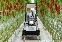 Fully automated cherry truss tomato harvesting robot "Artemy"