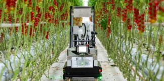 Fully automated cherry truss tomato harvesting robot "Artemy"