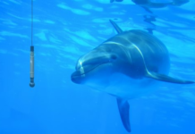 dolphin’s sonar clicks