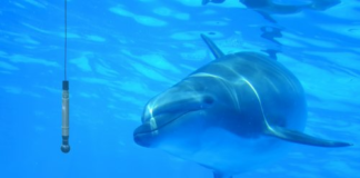 dolphin’s sonar clicks