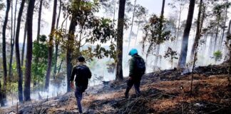 Thermal Drone for Forest Fire Detection: UB Forest Deploys Matrice 30T to Detect Hotspots and Strengthen Fire Monitoring Thermal Drone for Forest Fire Detection